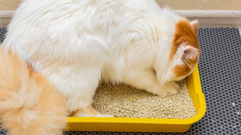 silicone cat litter