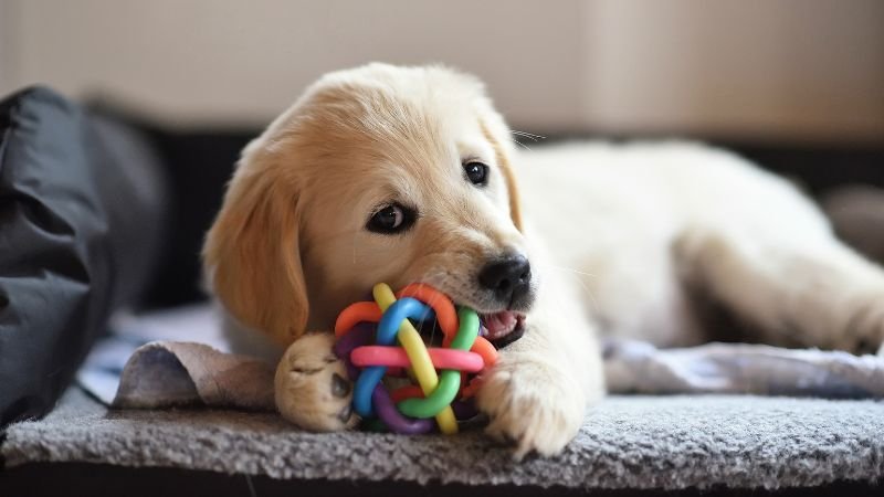giocattoli per cani in silicone